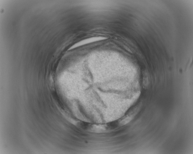 X0000065250573200603131131