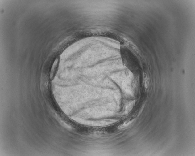 X0000065250593200603131130