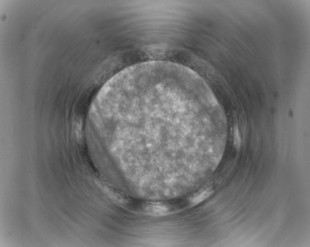 X0000065250610200603131130