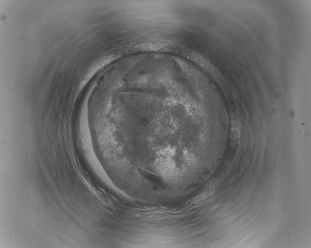 X0000065250626200603131129