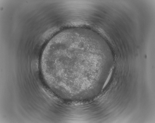 X0000065250640200603131129