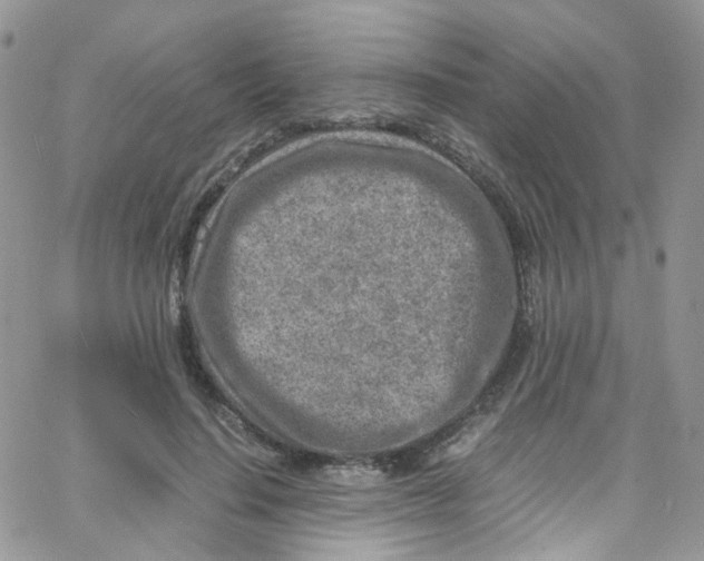 X0000065250644200603131129