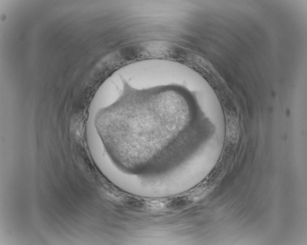 X0000065250701200603131128