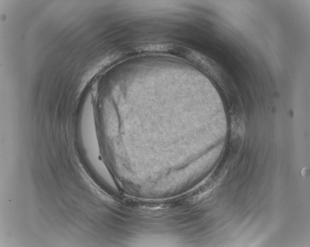 X0000065250725200603131127