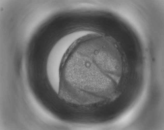 X0000065250765200603131128