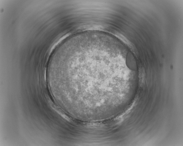 X0000065250790200603131127