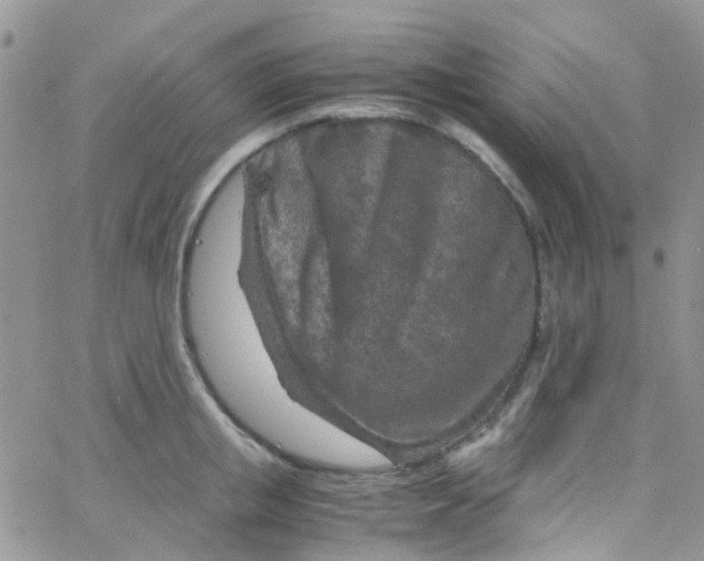 X0000065250853200603131126