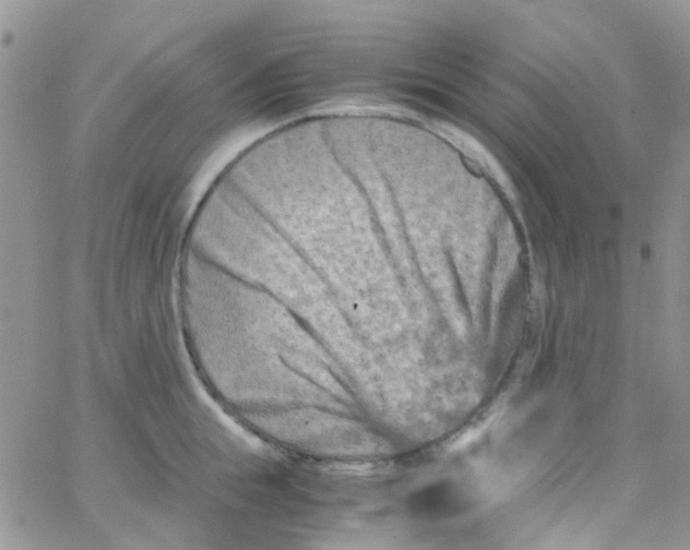 X0000065250855200603131126