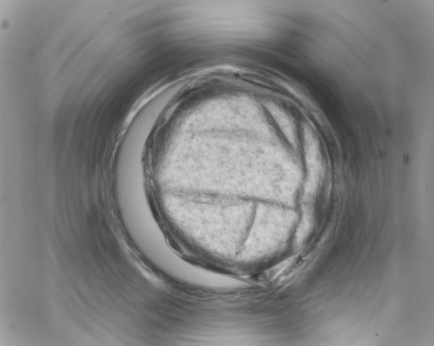 X0000065250858200603131126