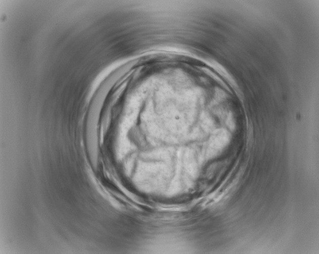 X0000065250862200603131126