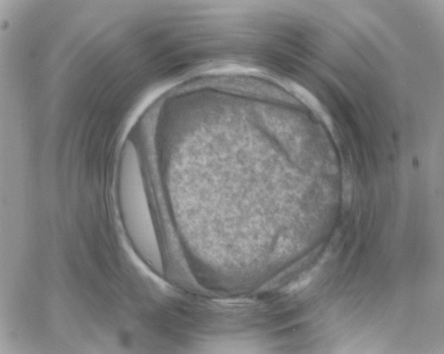 X0000065250863200603131126