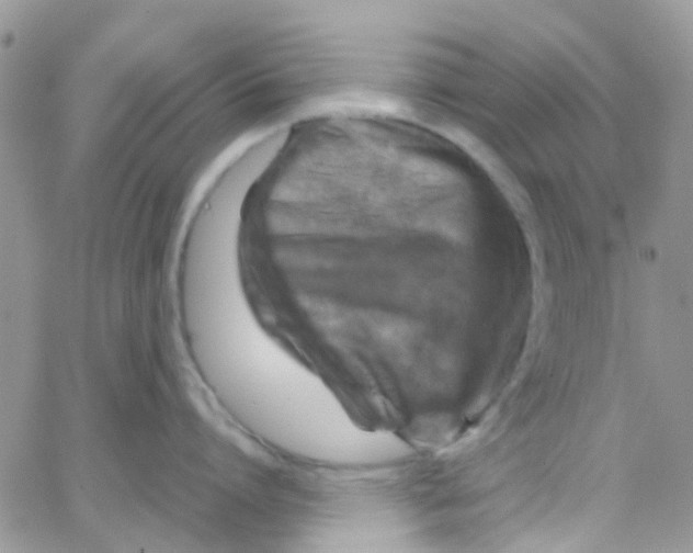 X0000065250864200603131126