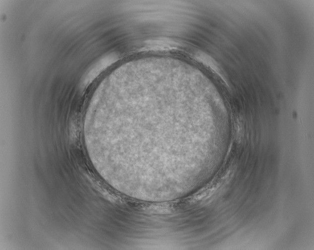 X0000065250874200603131125