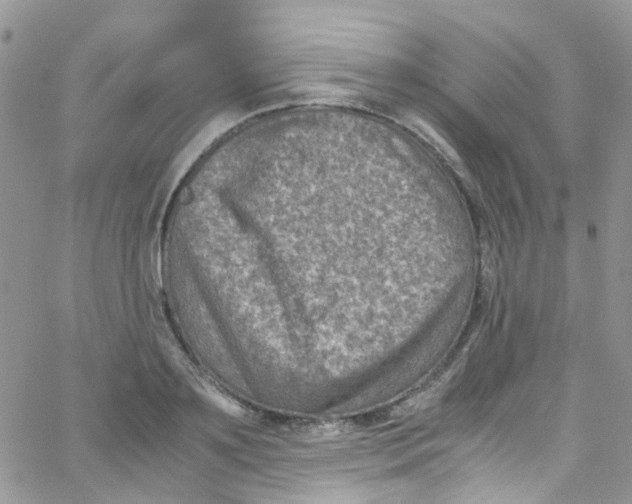 X0000065250891200603131125