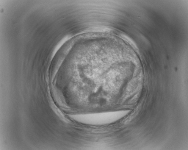 X0000065250907200603131125