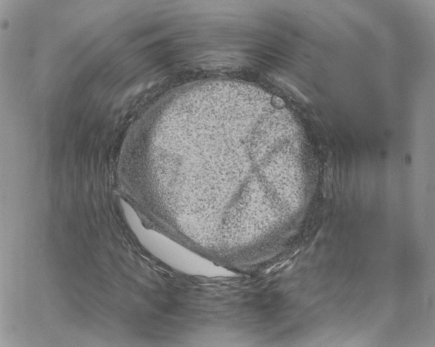 X0000065250917200603131124