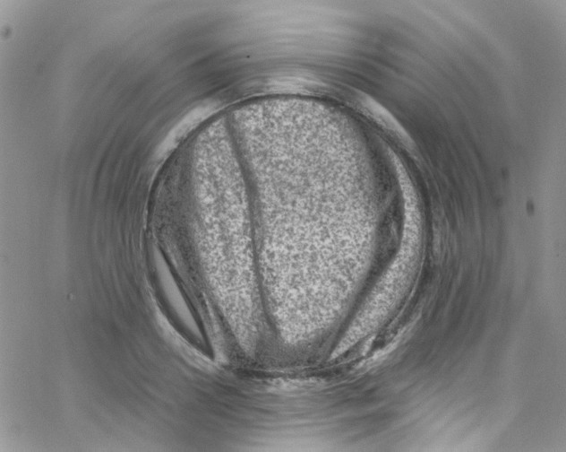 X0000065250938200603131124