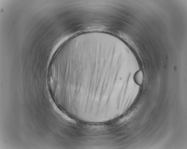 X0000065250941200603131124