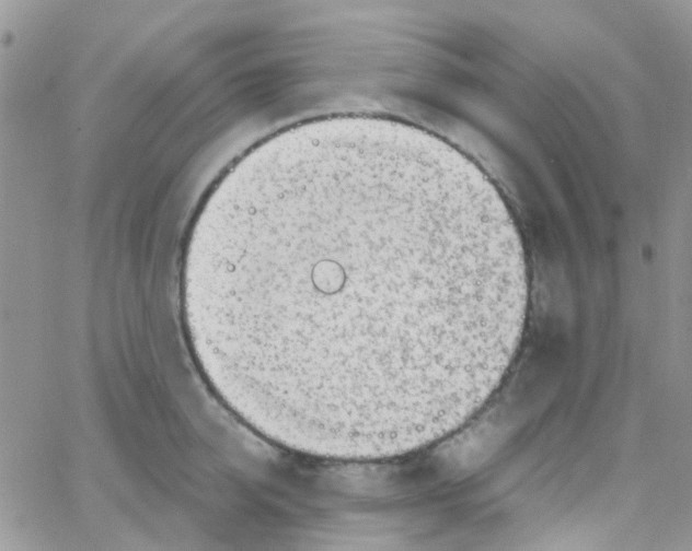 X0000065250950200603131124