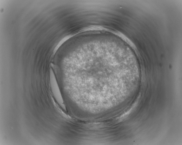 X0000065250953200603131124