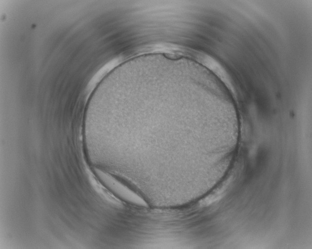 X0000065250954200603131124