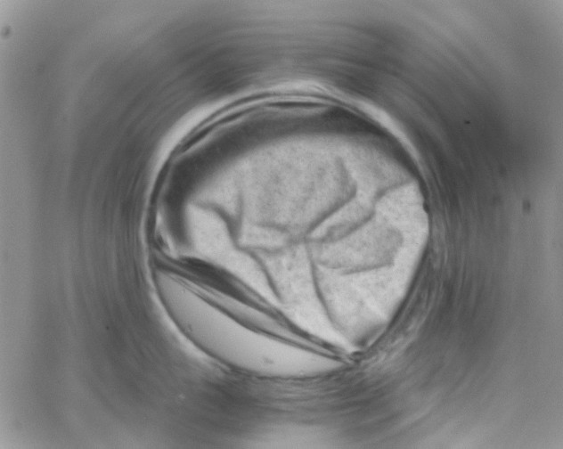 X0000065250959200603131125