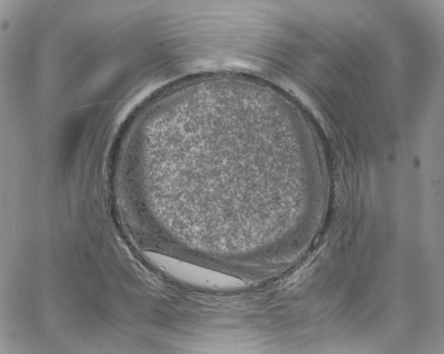 X0000065250975200603131124