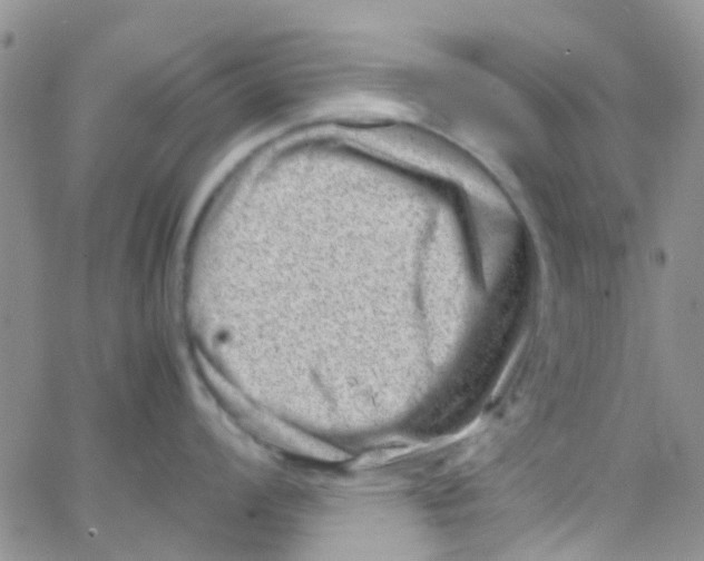 X0000065251008200603131123