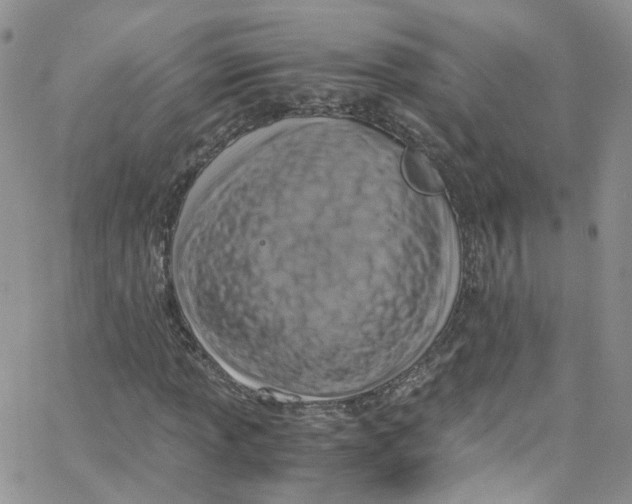 X0000065251013200603131122