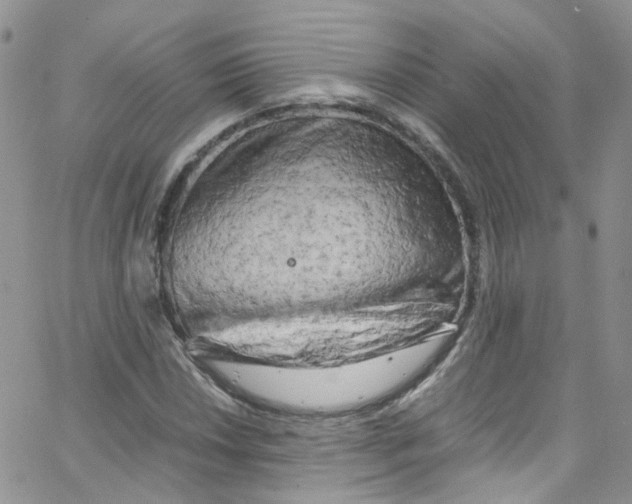 X0000065251018200603131122