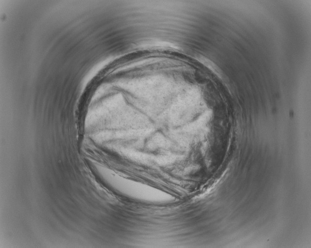 X0000065251022200603131122