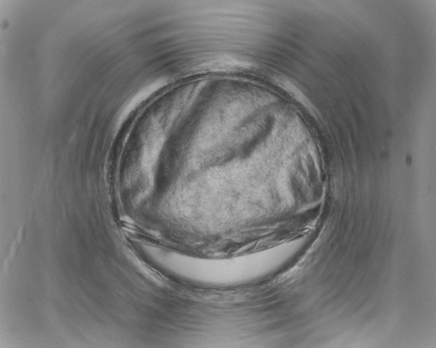 X0000065251026200603131122