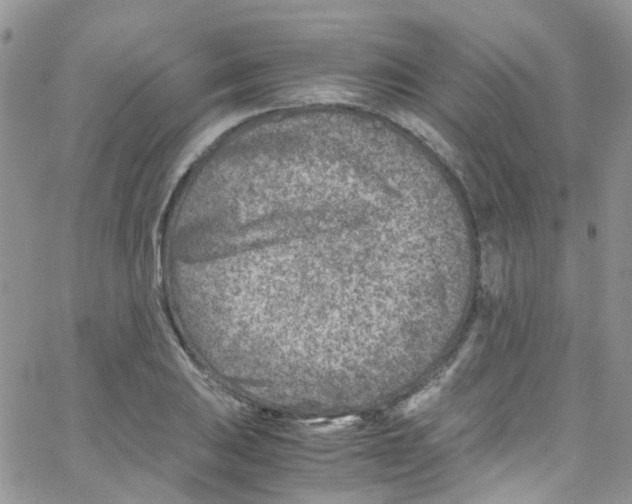 X0000065251031200603131123