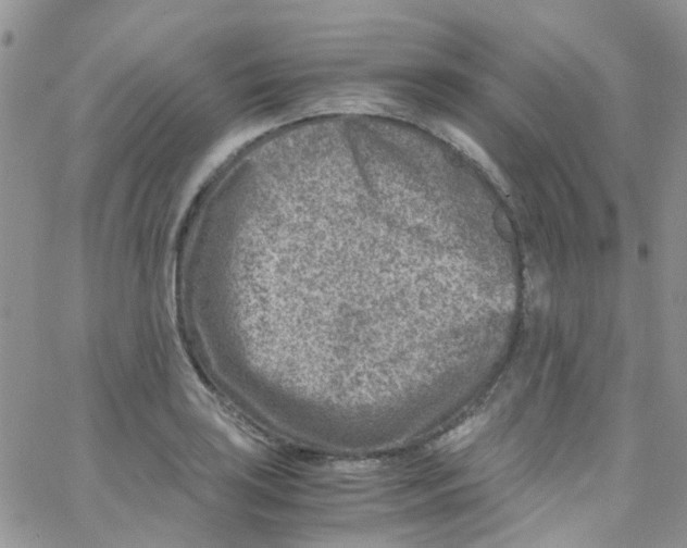 X0000065251035200603131123