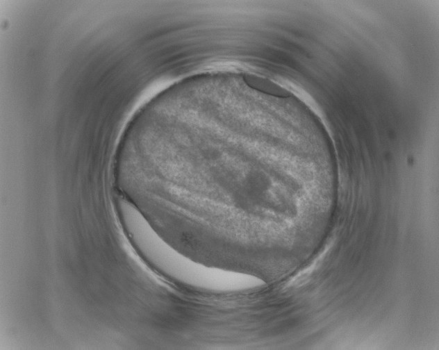 X0000065251045200603131123