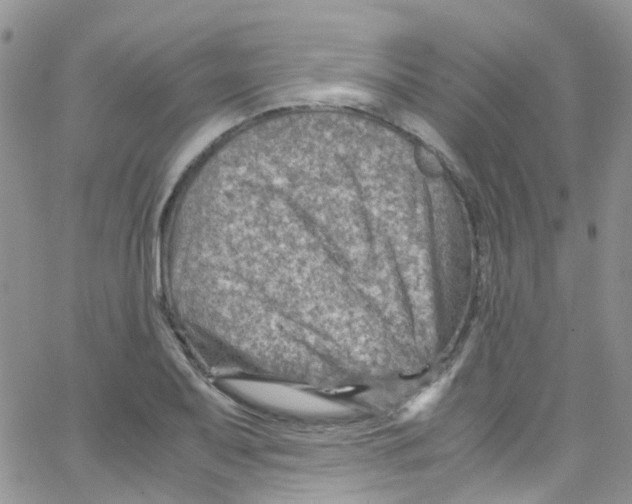 X0000065251079200603131122