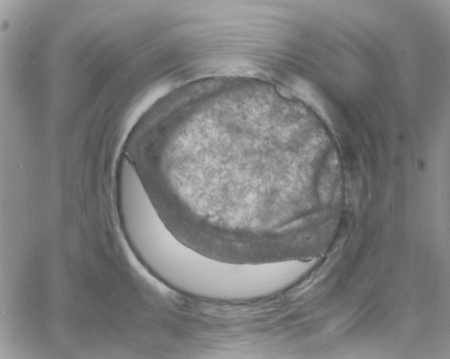 X0000065251095200603131122