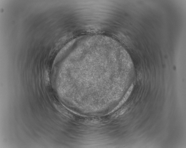 X0000065251106200603131121