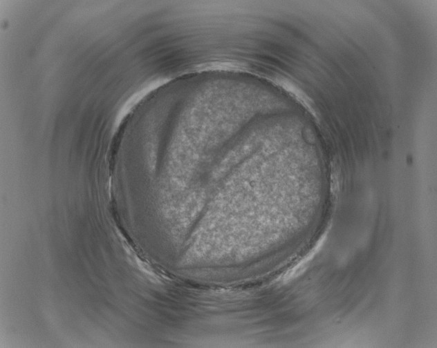 X0000065251117200603131121