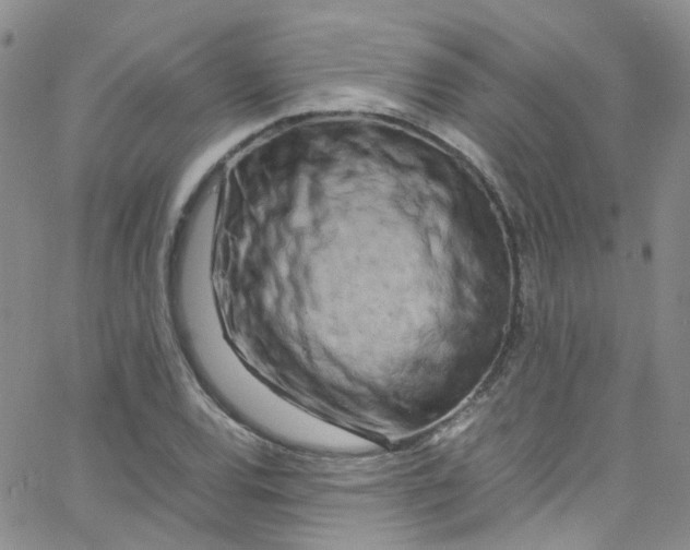 X0000065251120200603131121