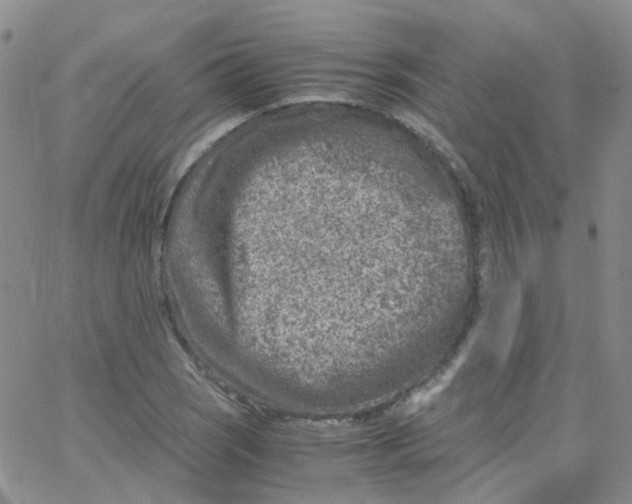 X0000065251121200603131121