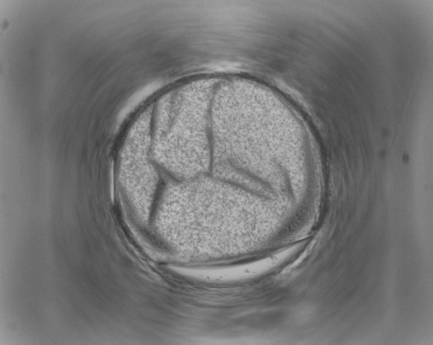 X0000065251171200603131120