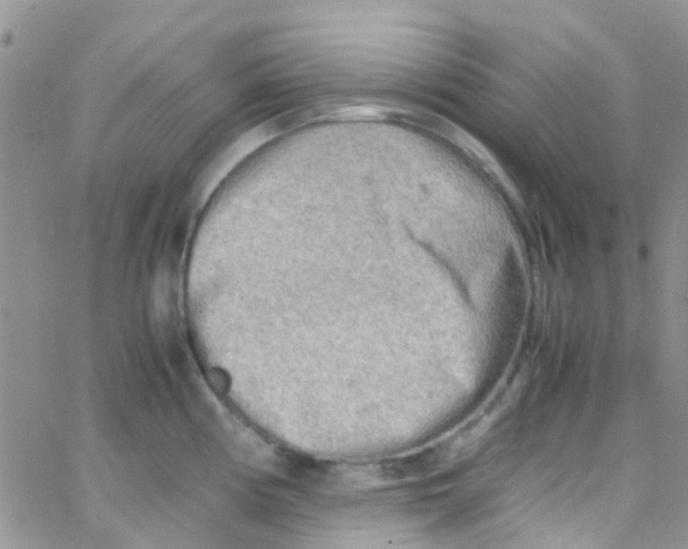 X0000065251194200603131120