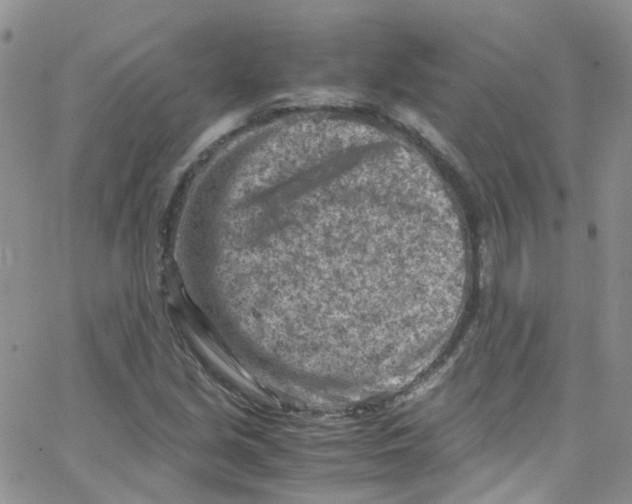 X0000065251213200603131119