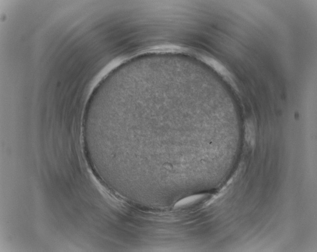 X0000065251229200603131120