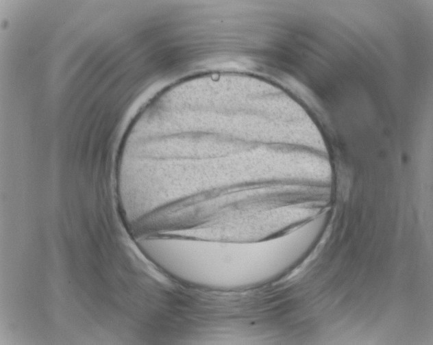 X0000065251240200603131120