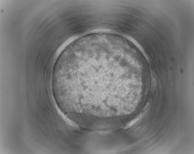 X0000065251245200603131120