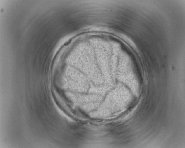 X0000065251247200603131120