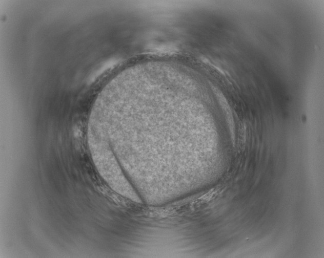 X0000065251254200603131119