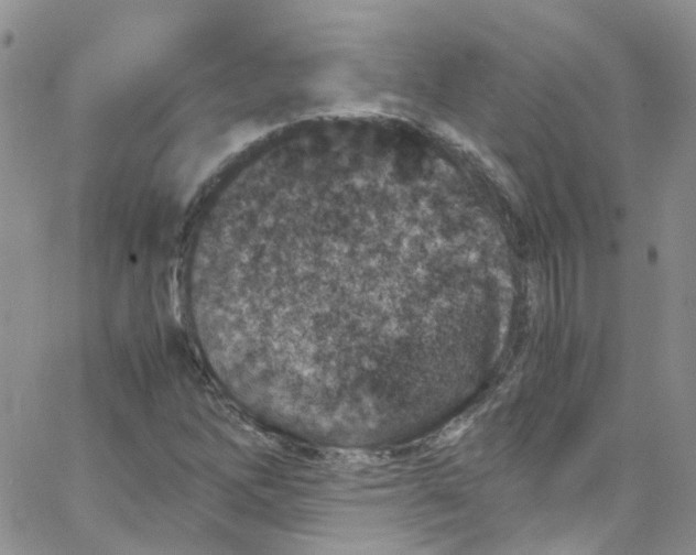 X0000065251262200603131119